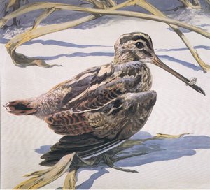 Snipe